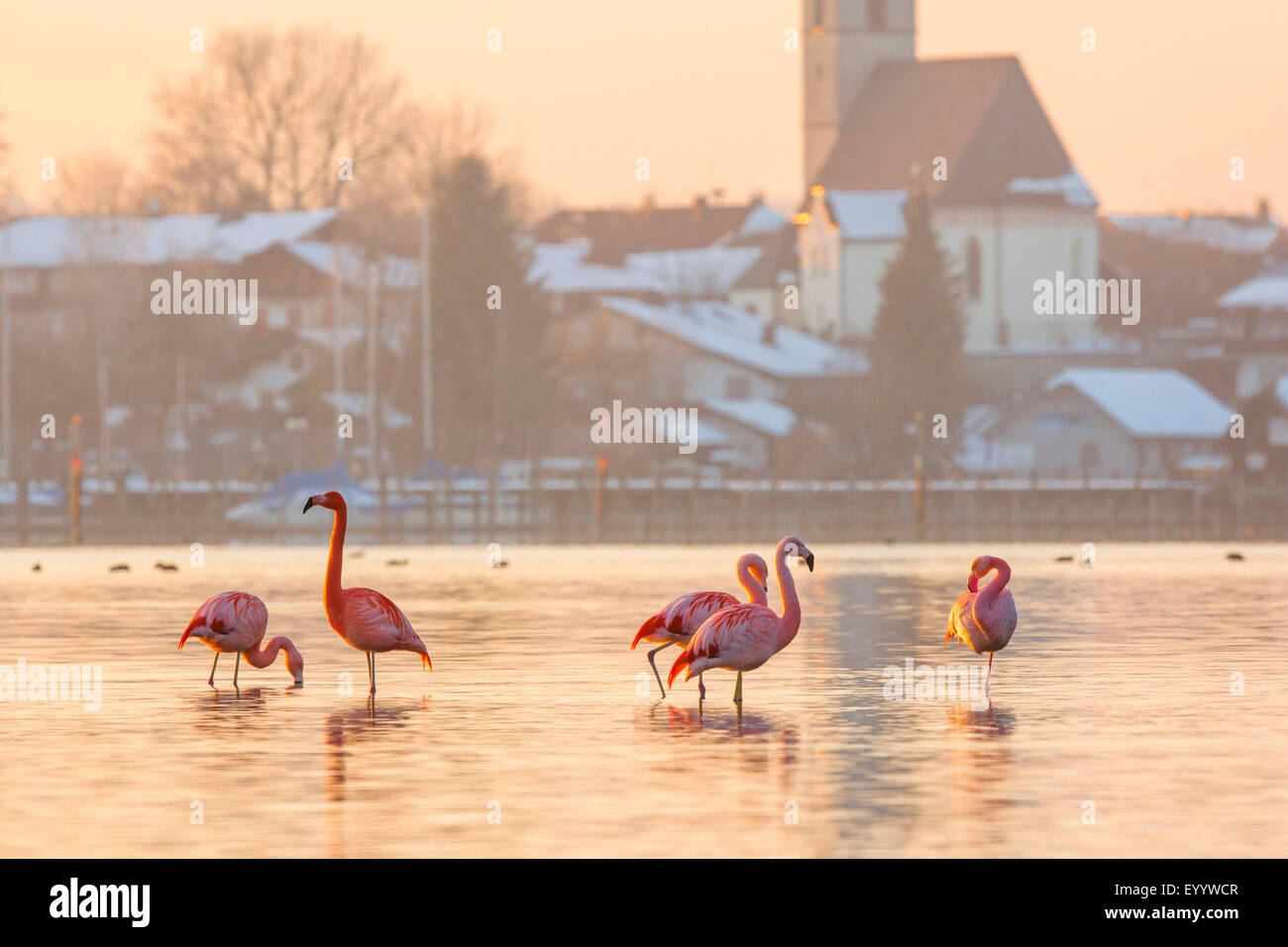 Flamingo cileni (Phoenicopterus chilensis), il gruppo si trova in acque poco profonde nella parte anteriore del villaggio, in Germania, in Baviera, il Lago Chiemsee, Seebruck Foto Stock