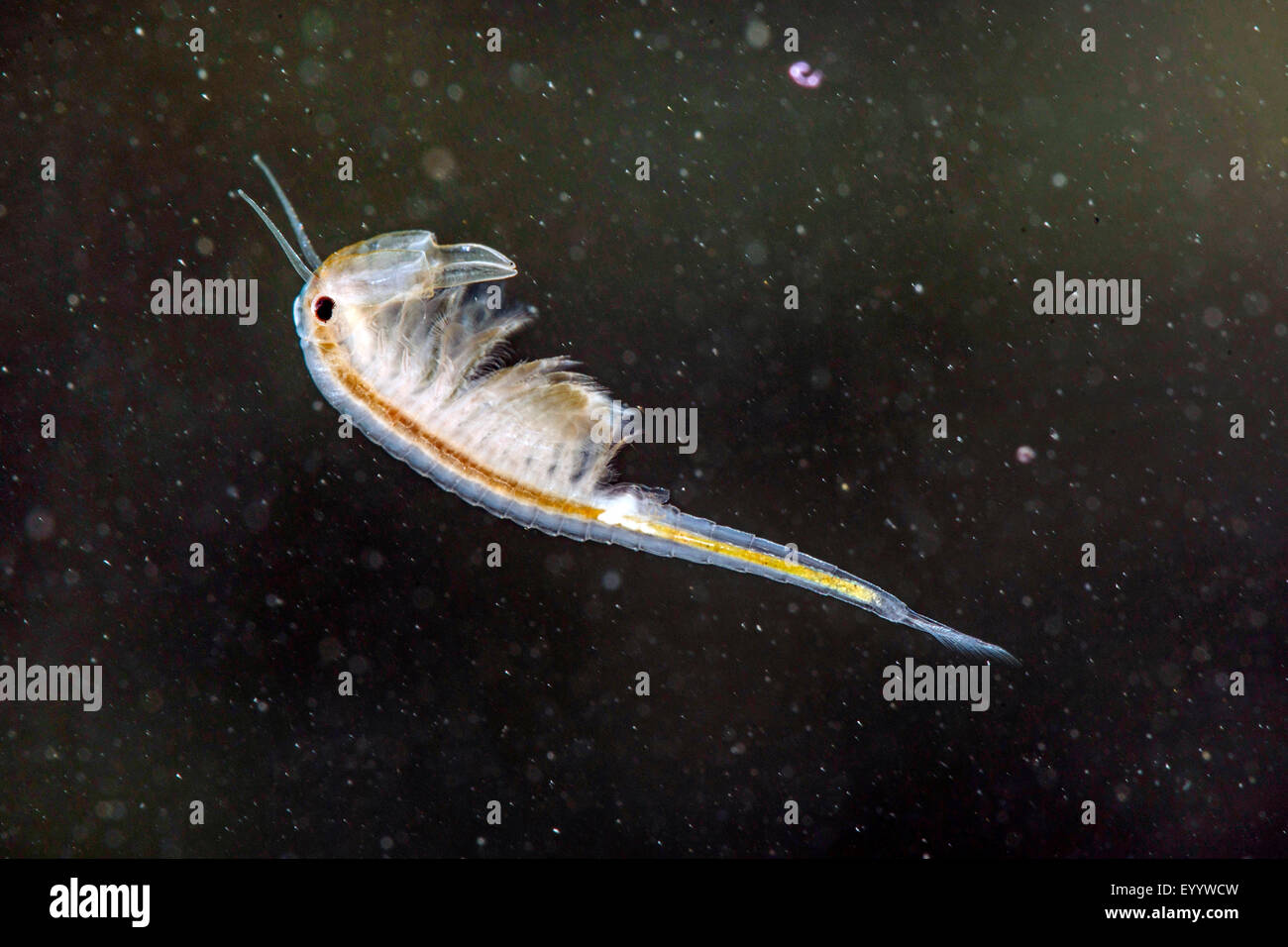 Macrocrustacean, Anostraca (Branchinecta orientalis), nuoto maschio Foto Stock