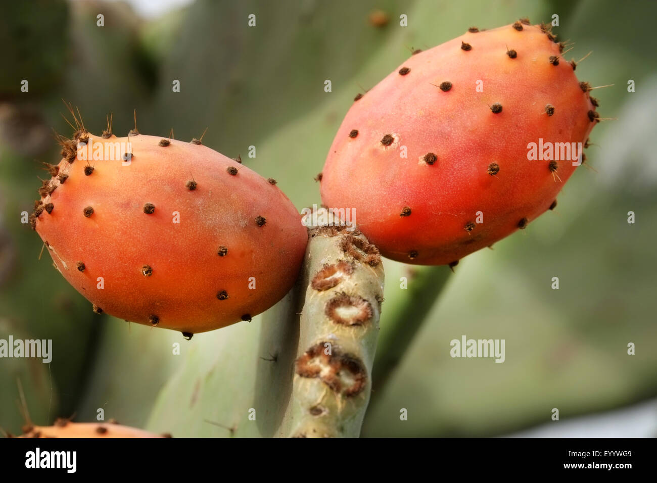 Fresche e mature di frutta di cactus/FICODINDIA Foto Stock