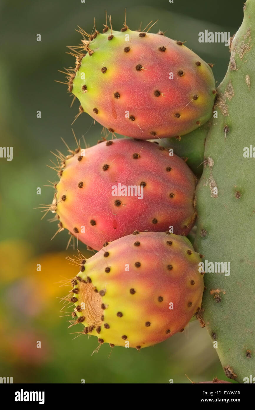 Fresche e mature di frutta di cactus/FICODINDIA Foto Stock