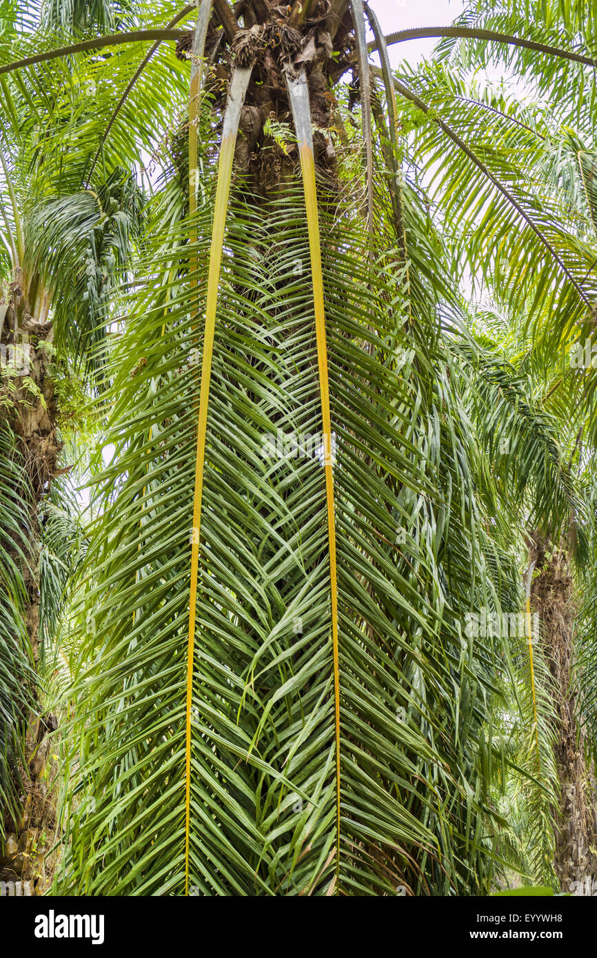 Olio di palma (Elacis guineensis), olio di piantagione di palme, Thailandia, Krabi Foto Stock