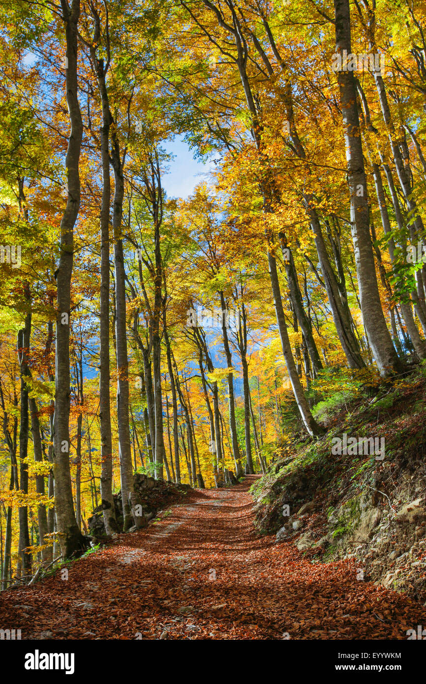 Strada forestale nel bosco di faggio, Svizzera Foto Stock