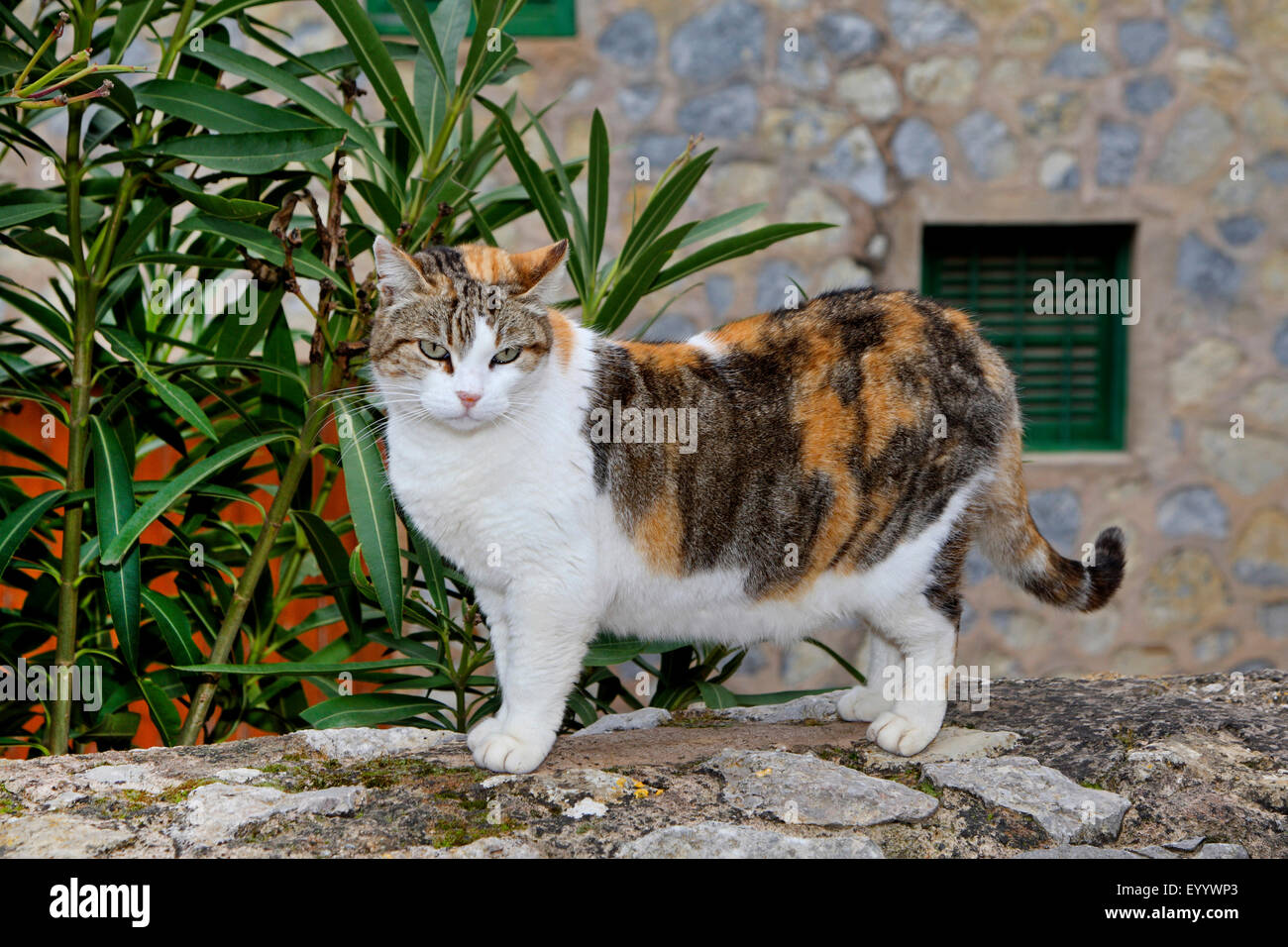 Il gatto domestico, il gatto di casa (Felis silvestris f. catus), multicolore spotted cat in piedi su una parete, Spagna, Balearen, Maiorca Foto Stock