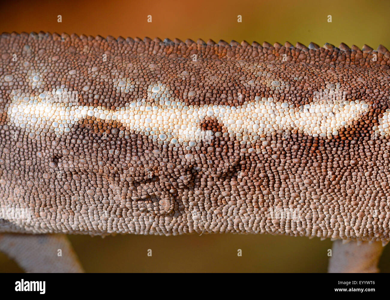 Panther chameleon (Furcifer pardalis, Chamaeleo pardalis), worm di pelle di una pantera cahmeleon, Madagascar, Ankifi Foto Stock