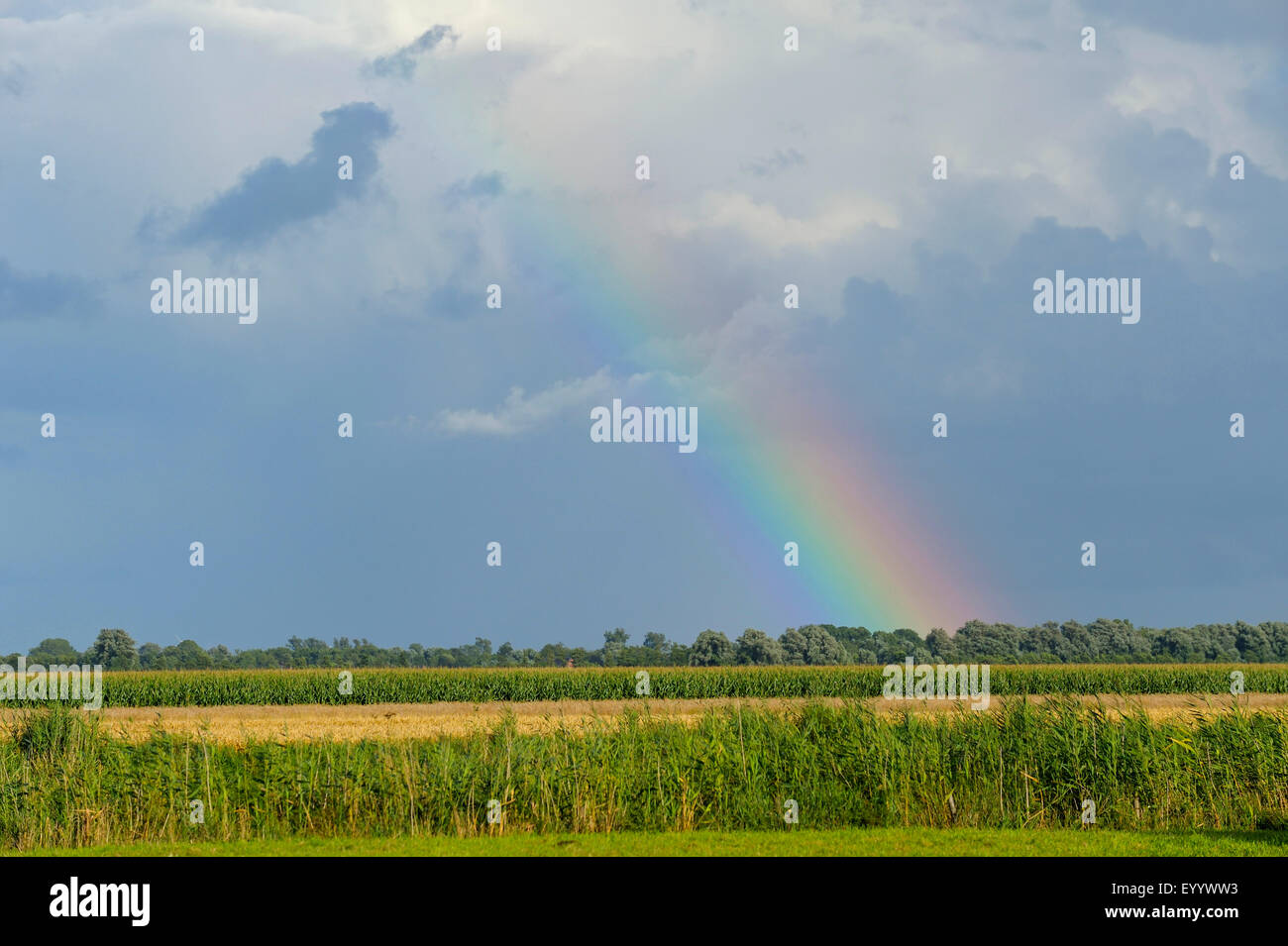 Rainbow sopra il campo paesaggio, Germania, Bassa Sassonia, Otterndorf Foto Stock