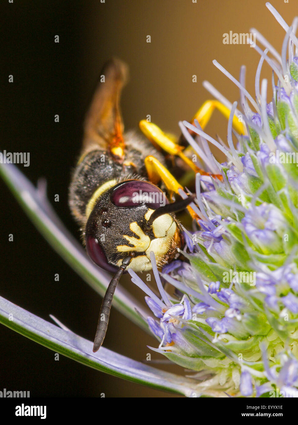 Bee-killer wasp, Bee-killer (Philanthus triangulum), femmina alimentazione su Eryngo (Eryngium planum), Germania Foto Stock