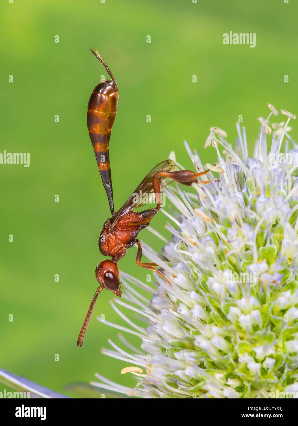 Apocritan wasp (Gasteruption hastator), femmina seduto su Eryngo (Eryngium planum), Germania Foto Stock