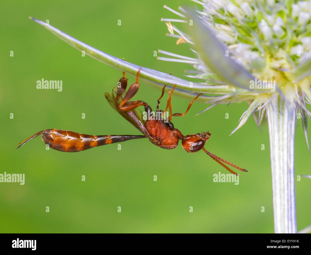 Apocritan wasp (Gasteruption hastator), femmina seduto su Eryngo (Eryngium planum), Germania Foto Stock
