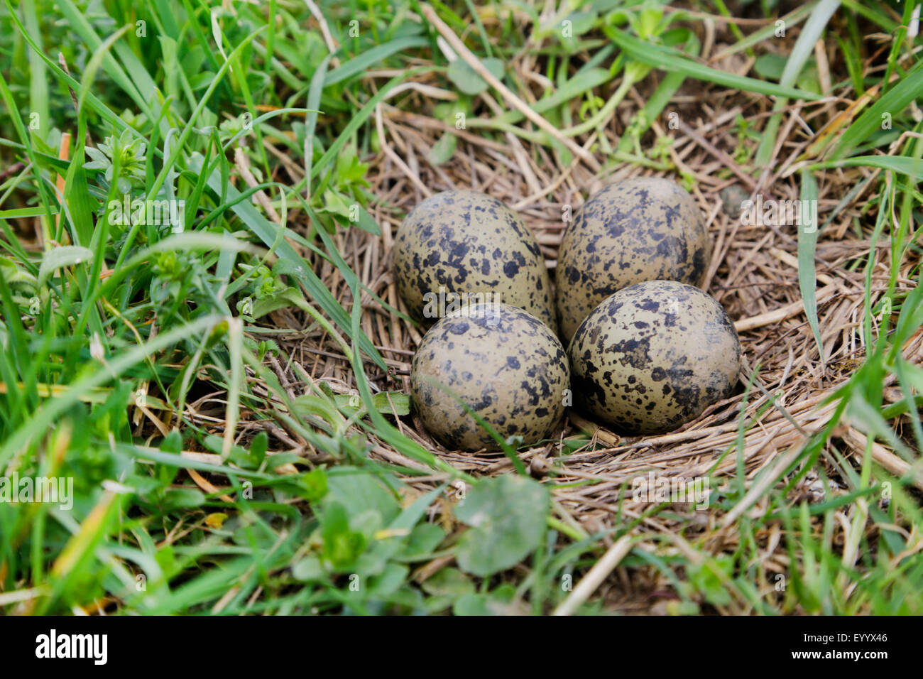 Pavoncella (Vanellus vanellus), il nido e le uova nascoste in un prato, in Germania, in Baviera, Oeberauer Schleife Foto Stock