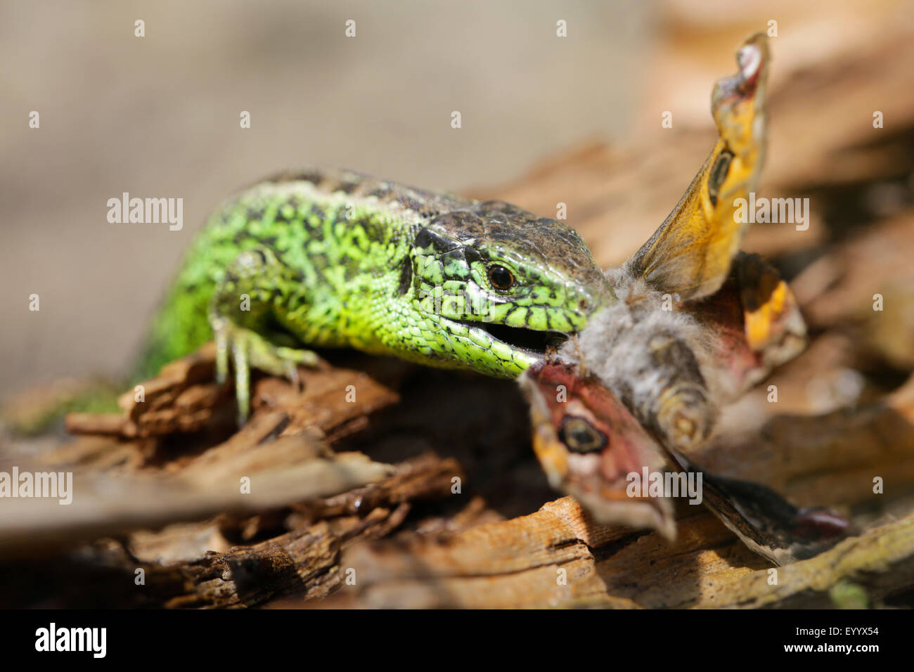 Biacco (Lacerta agilis), maschio a mangiare una piccola piccola emperior moth, in Germania, in Baviera Foto Stock