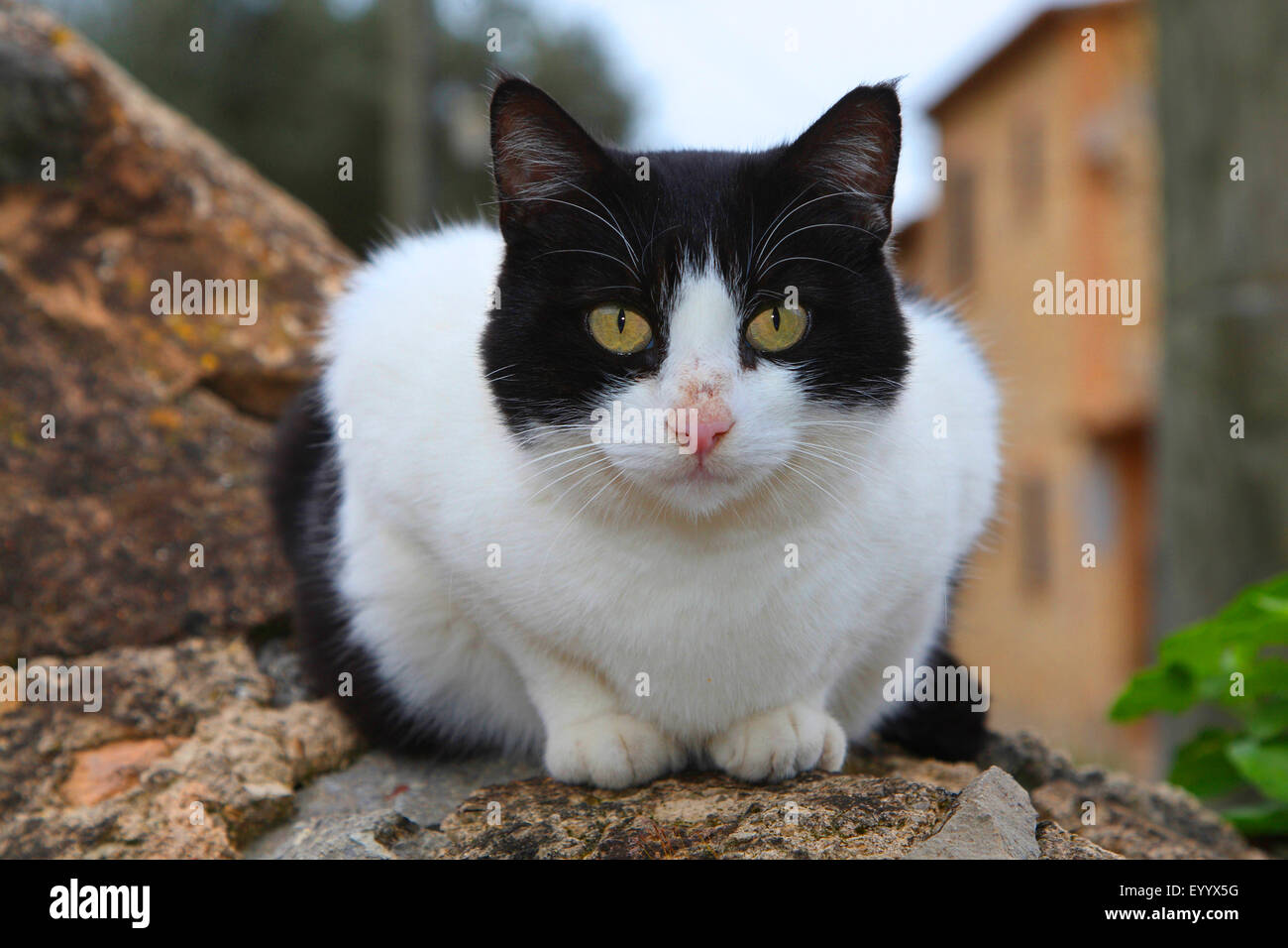 Il gatto domestico, il gatto di casa (Felis silvestris f. catus), nero e bianco macchiato il Gatto sdraiato su una parete , Spagna, Balearen, Maiorca Foto Stock