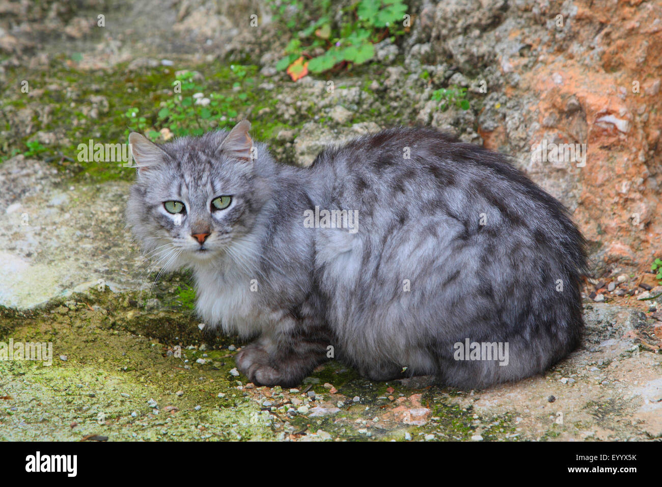 Il gatto domestico, il gatto di casa (Felis silvestris f. catus), con i capelli lunghi gatto di casa seduti davanti a una parete, in Spagna, Balearen, Maiorca Foto Stock