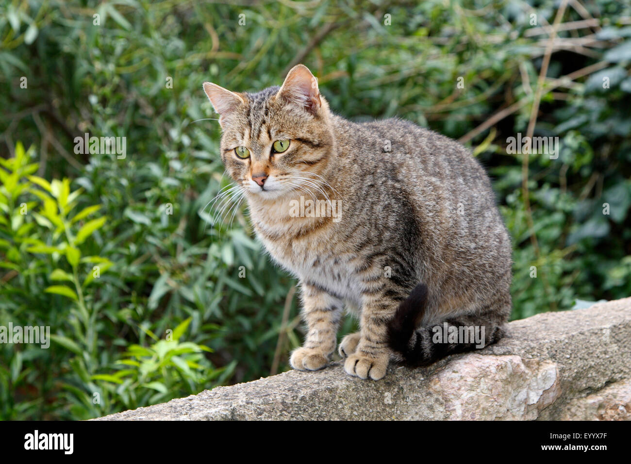 Il gatto domestico, il gatto di casa (Felis silvestris f. catus), striped cat seduto su una parete, Spagna, Balearen, Maiorca Foto Stock