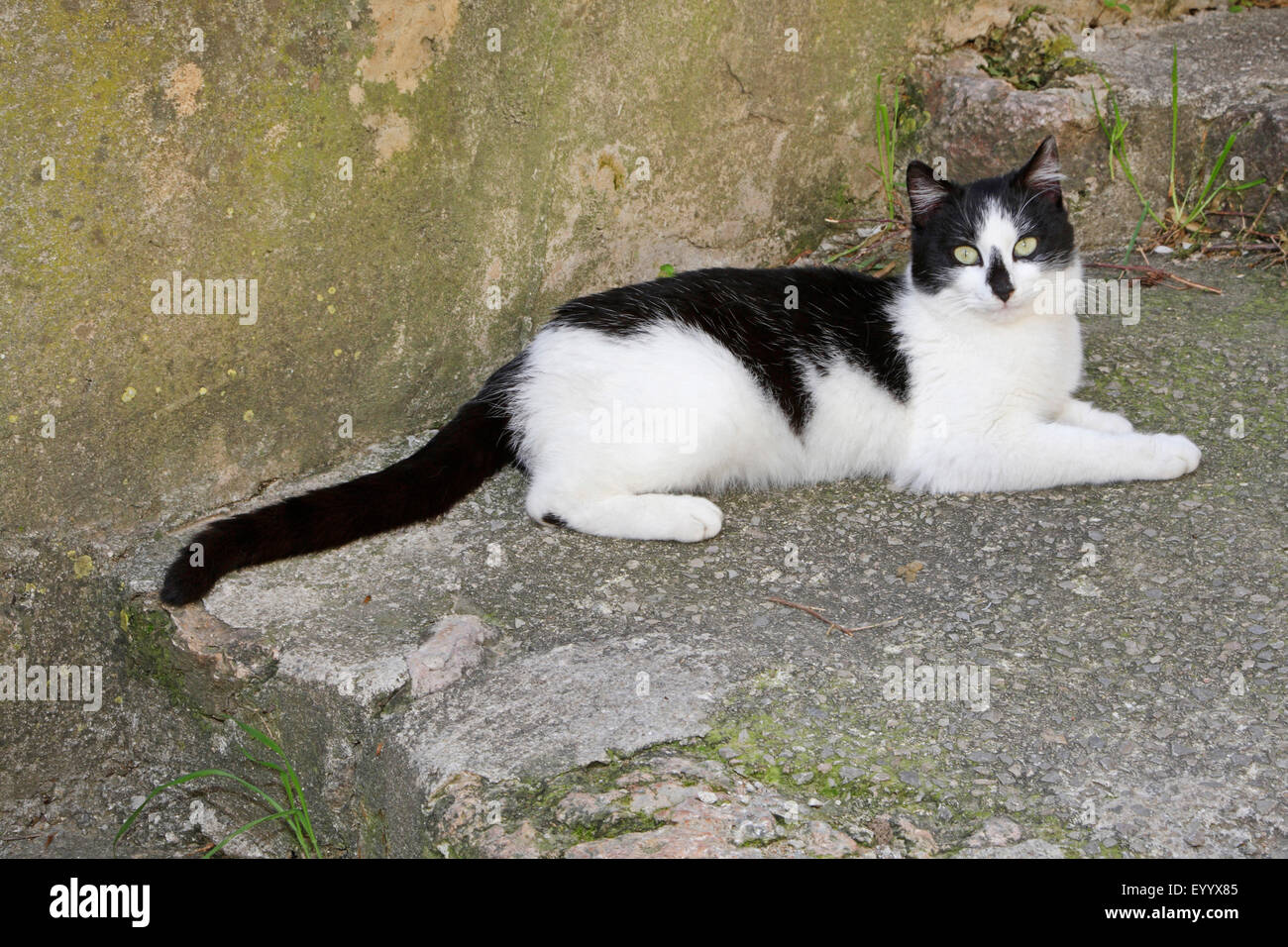 Il gatto domestico, il gatto di casa (Felis silvestris f. catus), nero e bianco macchiato il Gatto sdraiato su una scala, Spagna, Balearen, Maiorca Foto Stock