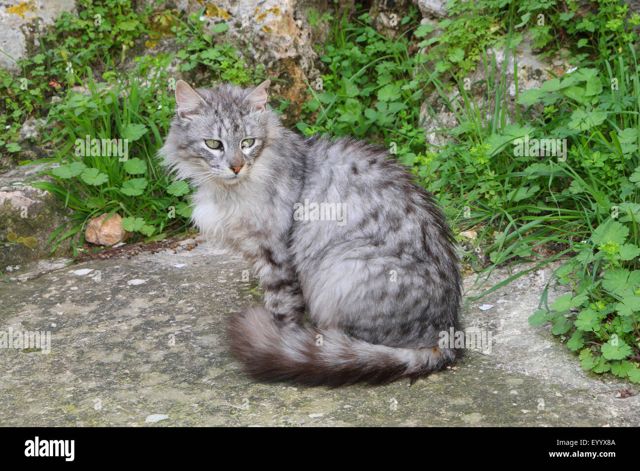 Il gatto domestico, il gatto di casa (Felis silvestris f. catus) a pelo lungo gatto grigio seduta sul ciglio della strada, Spagna, Balearen, Maiorca Foto Stock