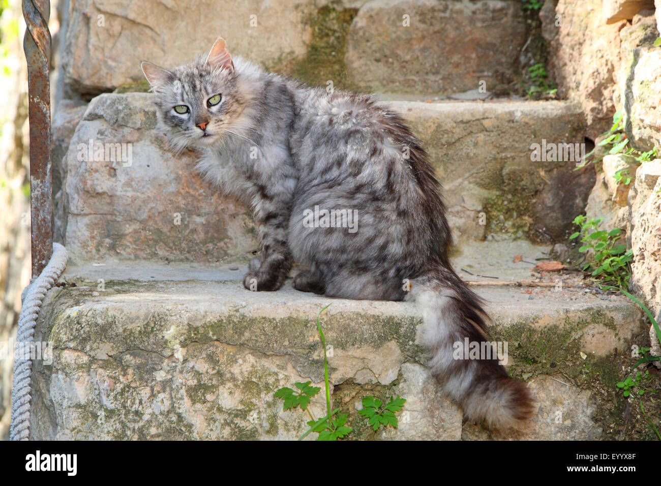 Il gatto domestico, il gatto di casa (Felis silvestris f. catus) a pelo lungo gatto grigio seduto su una scala, Spagna, Balearen, Maiorca Foto Stock
