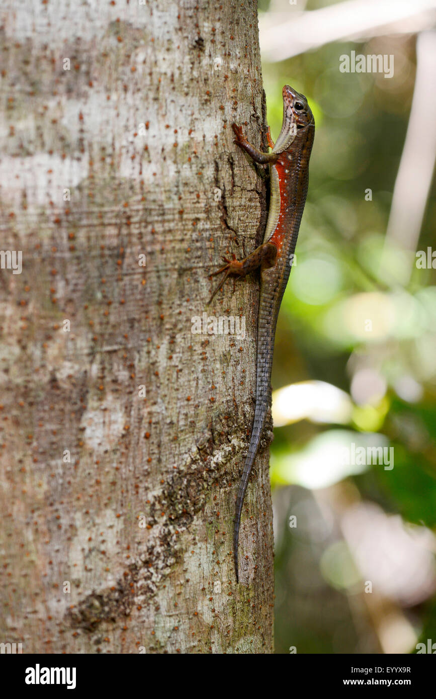 Red-gambe cinto Lizard (Zonosaurus rufipes), in corrispondenza di un tronco di albero, Madagascar, Nosy Be, Lokobe Reserva Foto Stock