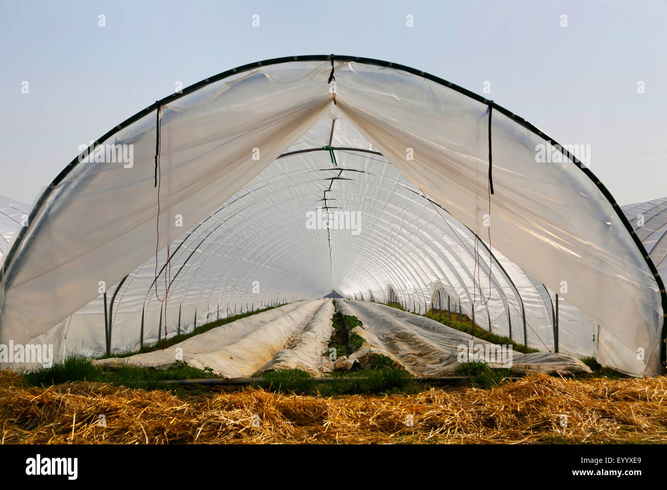 Campo di fragole sotto serra di lamina in primavera, in Germania, in Baviera, Atting Foto Stock