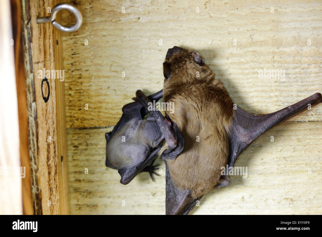 Noctule (Nyctalus noctula), giovane animale la ricerca per il latte da sua madre, in Germania, in Baviera Foto Stock