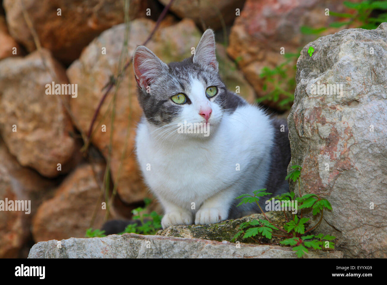 Il gatto domestico, il gatto di casa (Felis silvestris f. catus), grigio e bianco gatto con gli occhi verdi che giace davanti a un muro di pietra, Spagna, Balearen, Maiorca Foto Stock