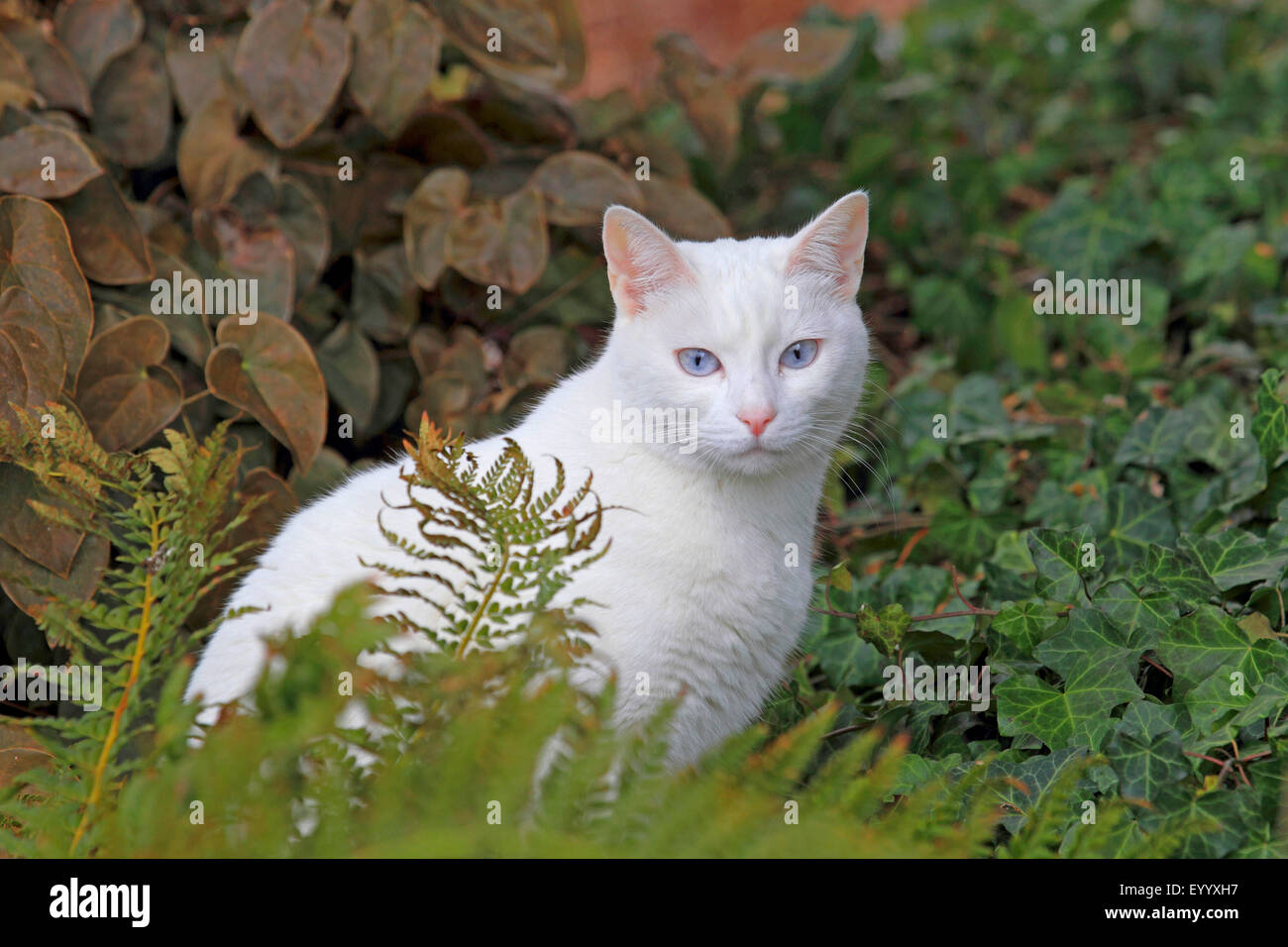 Il gatto domestico, il gatto di casa (Felis silvestris f. catus), gatto bianco nel giardino , Germania Foto Stock