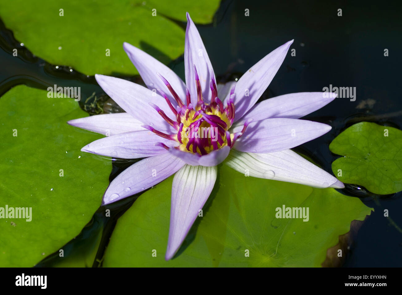 Ninfee pond lily (Nymphaea spec.), fiore Foto Stock