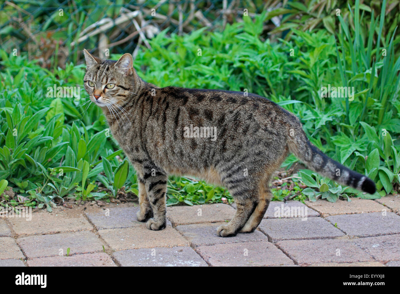 Il gatto domestico, il gatto di casa (Felis silvestris f. catus), striped gatto di casa in piedi nel giardino, Germania Foto Stock