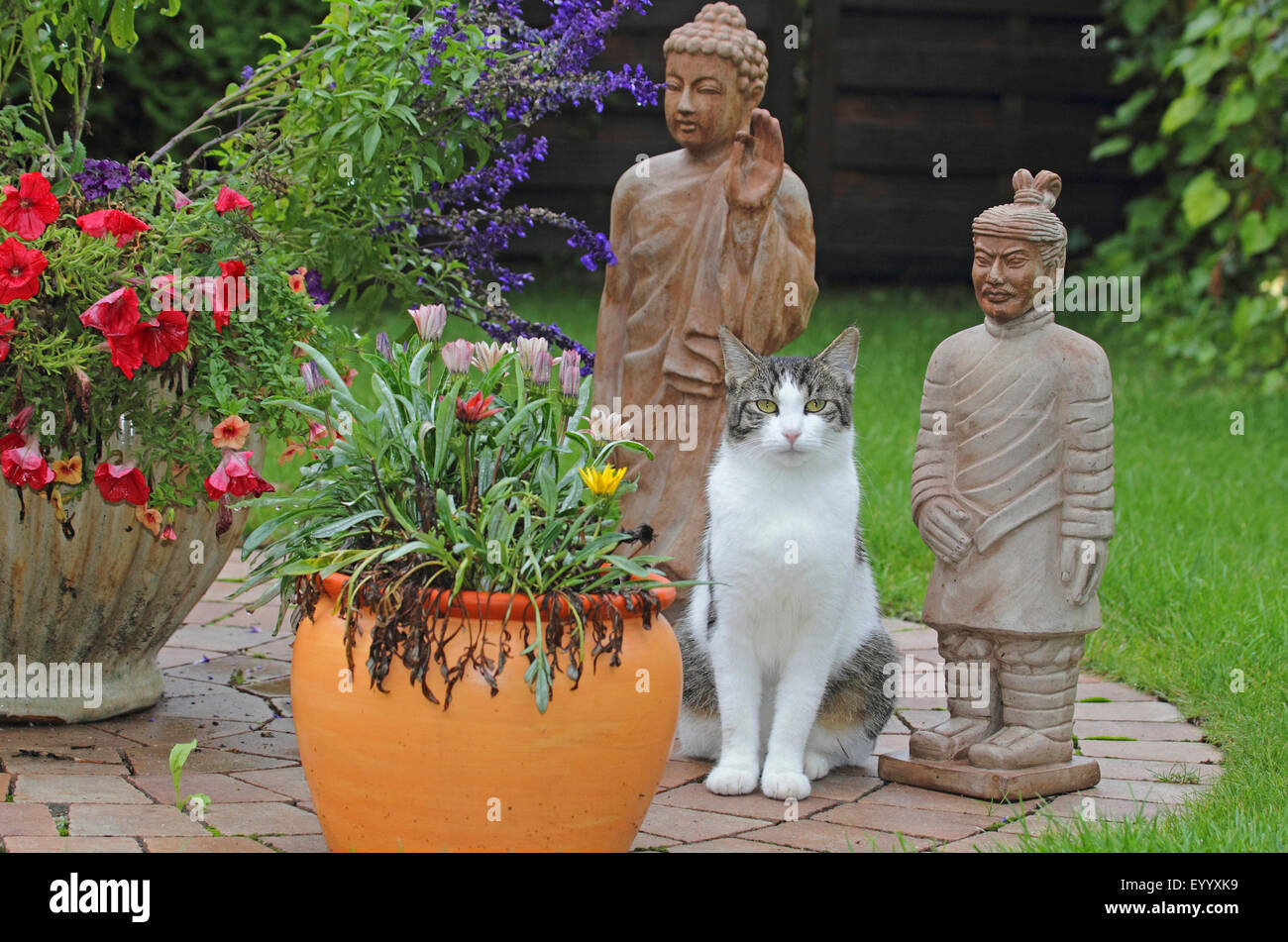 Il gatto domestico, il gatto di casa (Felis silvestris f. catus), spotted cat seduto tra il giardino di sculture e di piante di contenitore, Germania Foto Stock