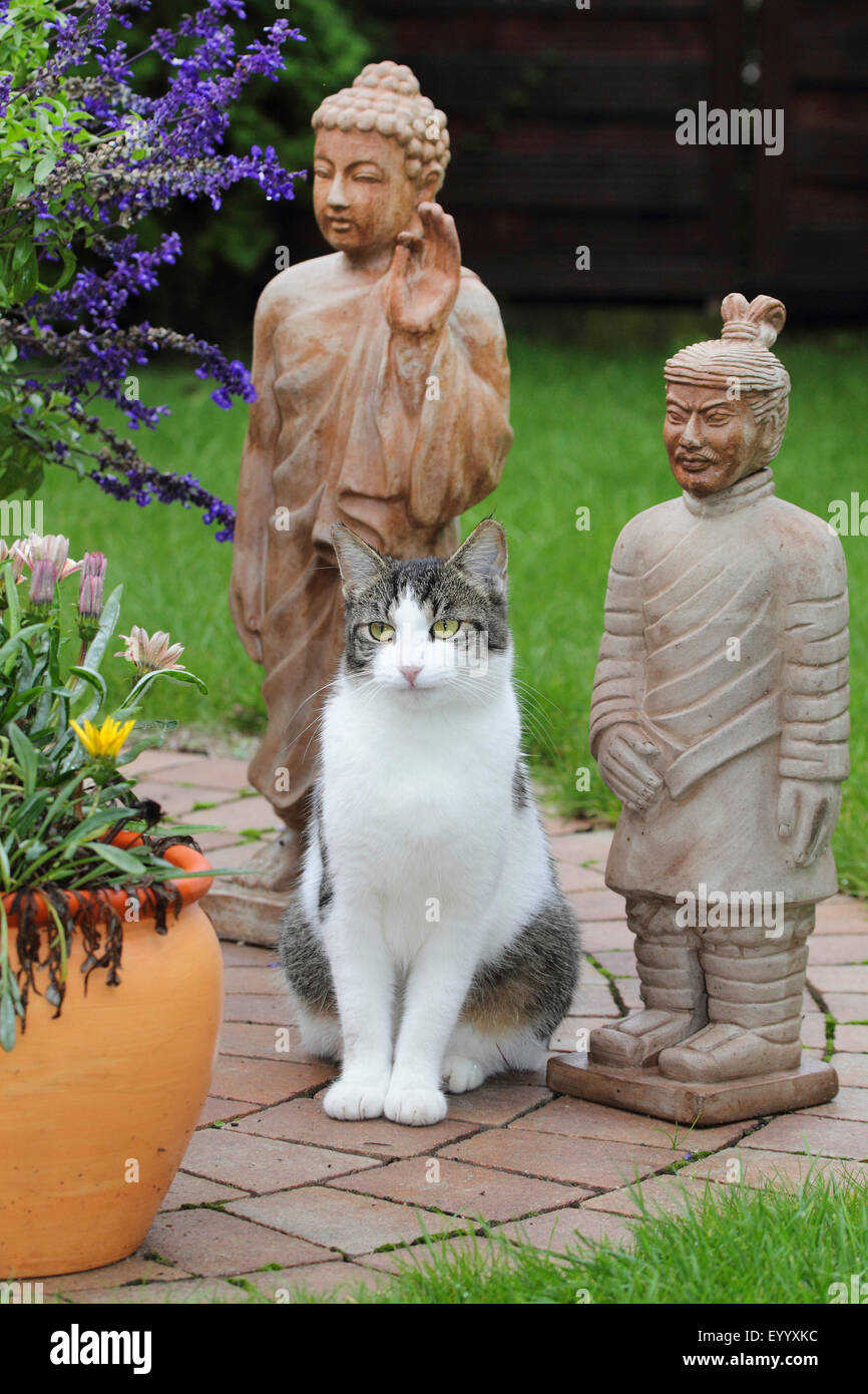 Il gatto domestico, il gatto di casa (Felis silvestris f. catus), spotted cat seduto tra il giardino di sculture e di piante di contenitore, Germania Foto Stock