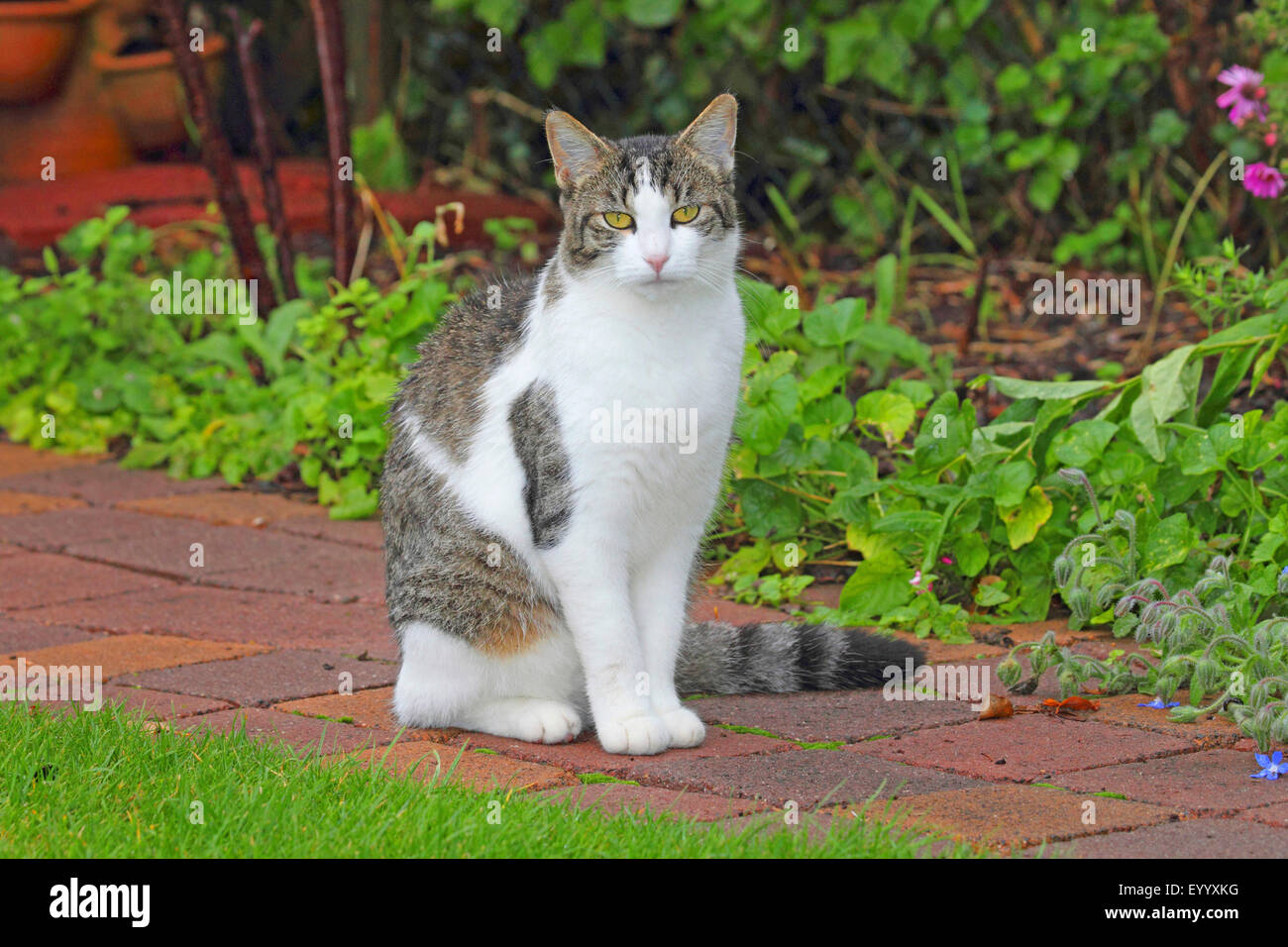 Il gatto domestico, il gatto di casa (Felis silvestris f. catus), grigio e bianco housecat seduti in giardino, Germania Foto Stock