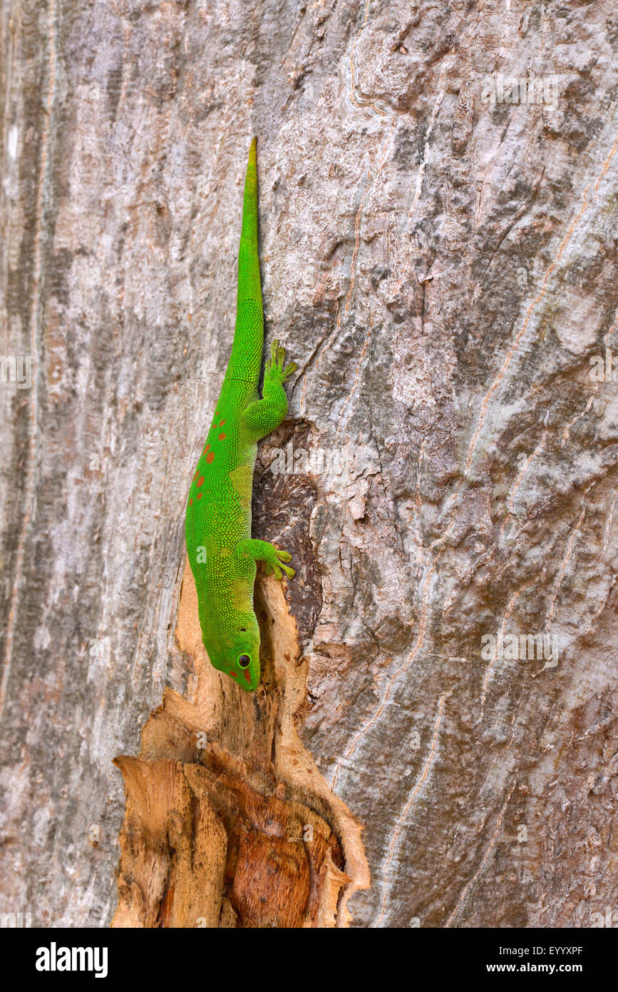 Madagascar giorno gigante gecko (Phelsuma madagascariensis grandis, Phelsuma grandis), lecca il succo di una palma da cocco, Madagascar, Nosy Be, Lokobe Reserva Foto Stock