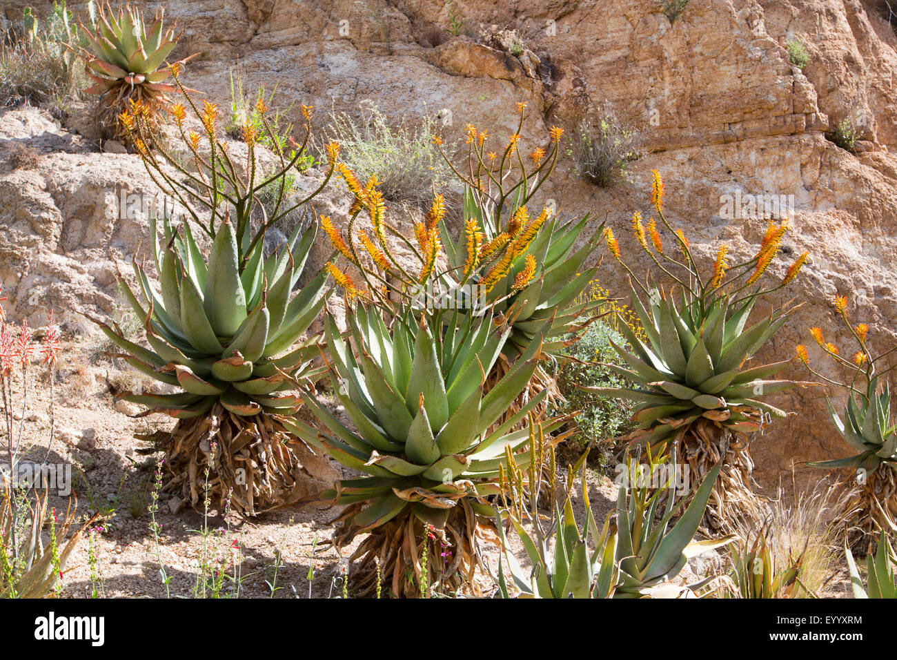 Mountain Aloe, piatto flowerd Aloe, grande spinosa aloe (Aloe marlothii), fioritura gruppo in corrispondenza di una parete di roccia, STATI UNITI D'AMERICA, Arizona, Boyce Thompson Arboretum Foto Stock