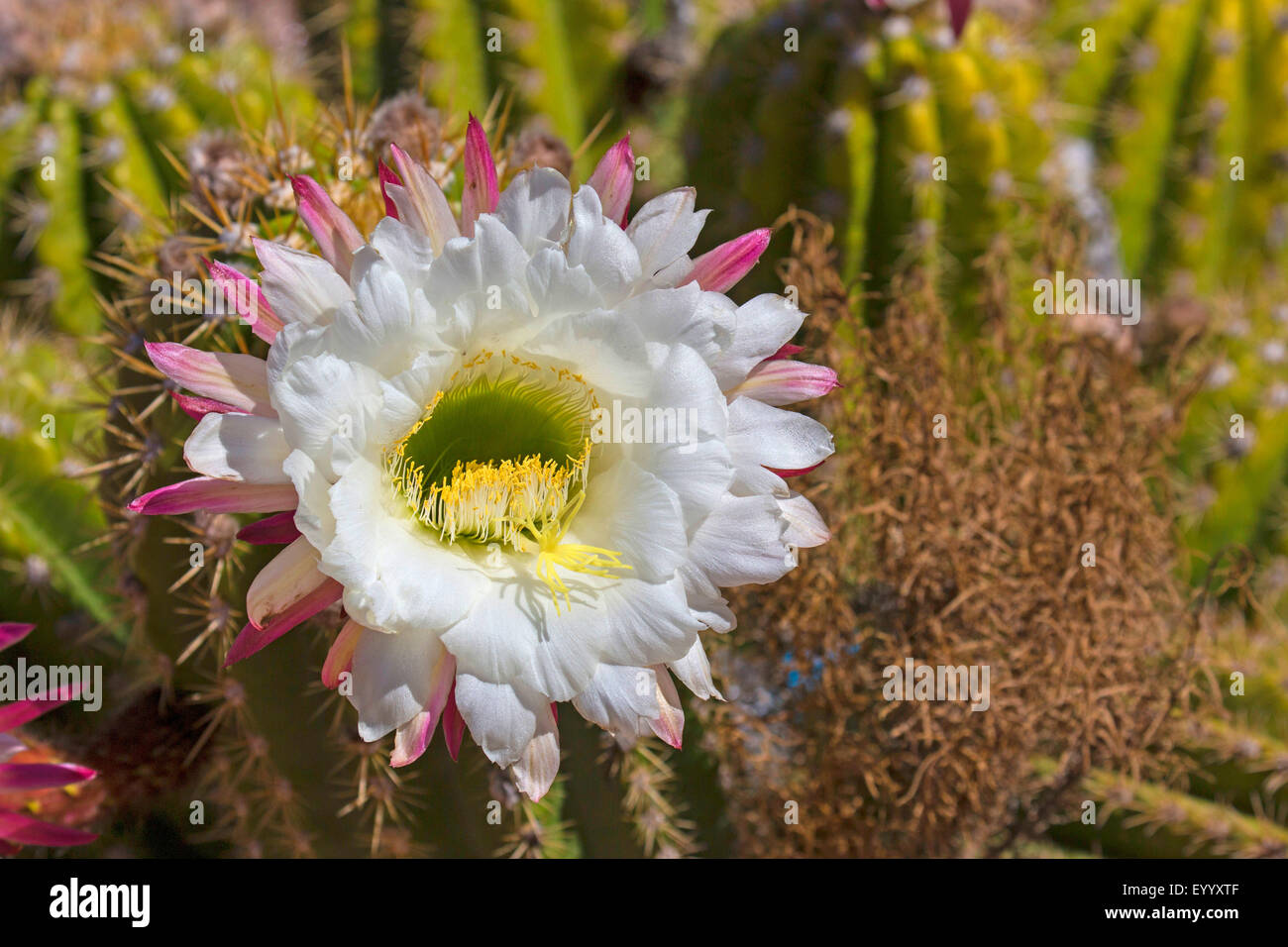 Cob cactus (Echinopsis spec.), fiore, STATI UNITI D'AMERICA, Arizona, Phoenix Foto Stock