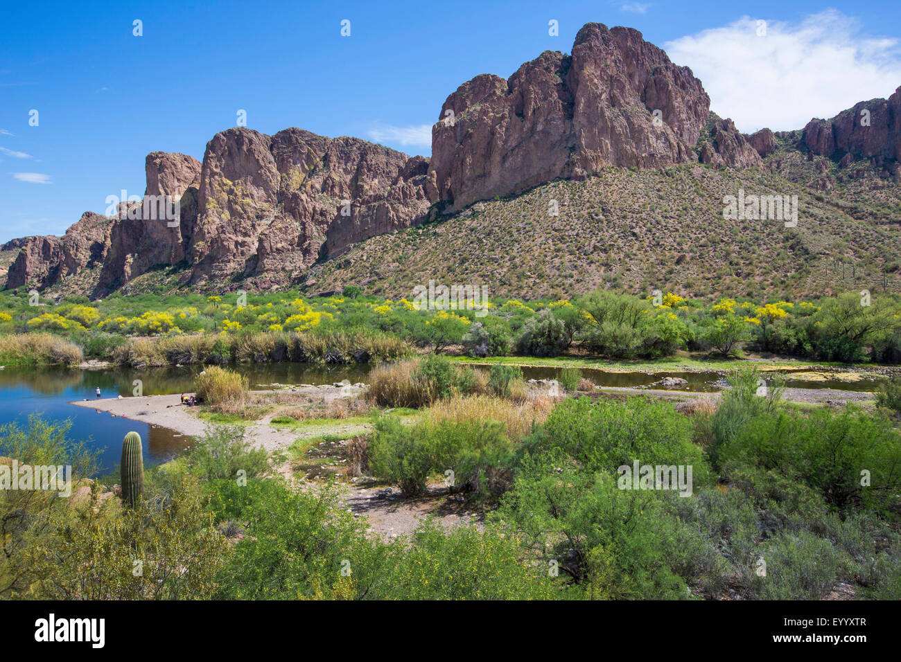 Blue Palo Verde (Parkinsonia florida), sale fiume con la fioritura Parkinsonia florida sulla riva, STATI UNITI D'AMERICA, Arizona, sale River Foto Stock