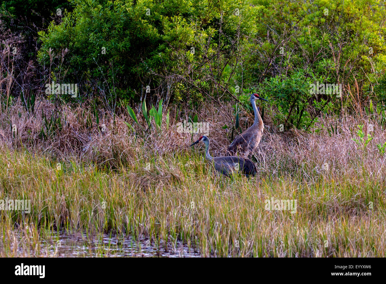 Sandhill gru (Grus canadensis), giovane in erba alta a riva del fiume, STATI UNITI D'AMERICA, Florida, Kissimmee Foto Stock