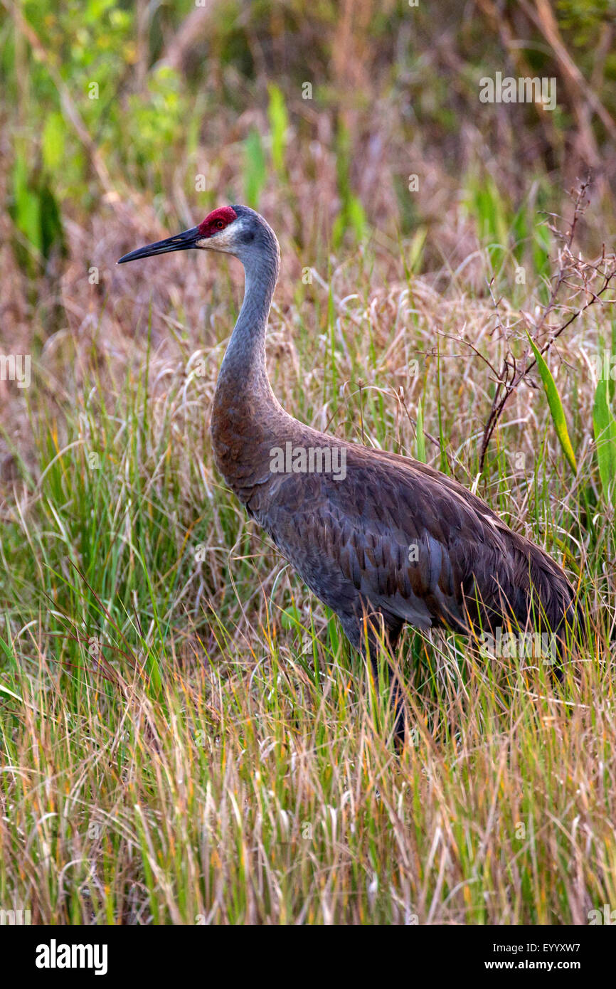 Sandhill gru (Grus canadensis), nell'erba alta a riva del fiume, STATI UNITI D'AMERICA, Florida, Kissimmee Foto Stock