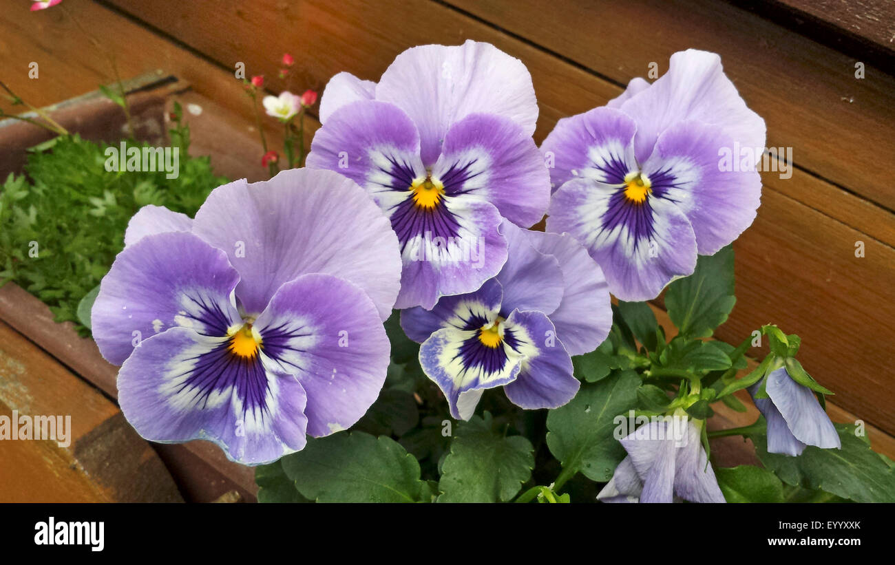 Pansy, Pansy Violet (Viola x wittrockiana, Viola wittrockiana, Viola hybrida), Pansy in una cassetta per fiori, Germania Foto Stock