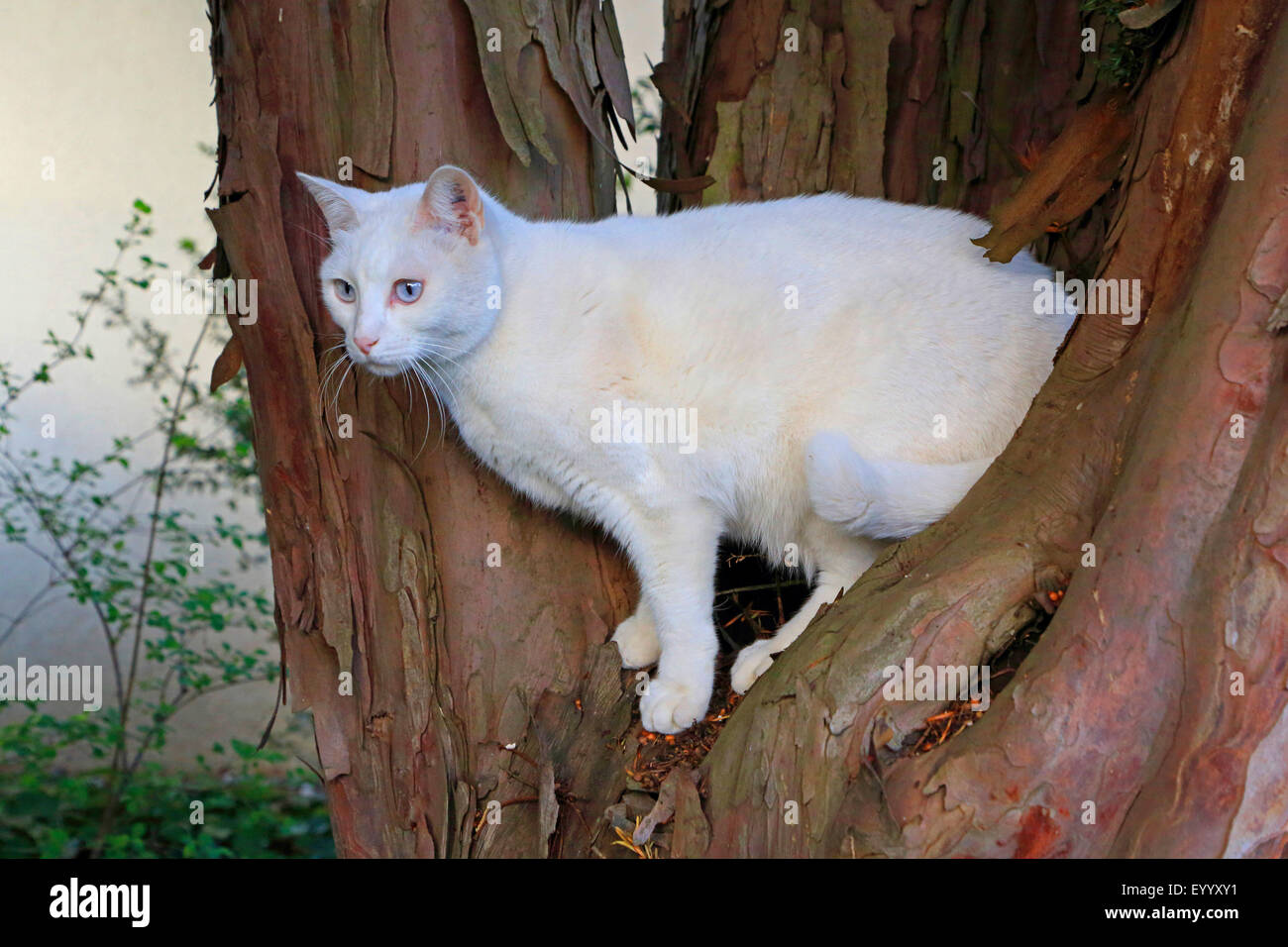 Il gatto domestico, il gatto di casa (Felis silvestris f. catus), gatto bianco sulla forcella di una filiale in Germania Foto Stock