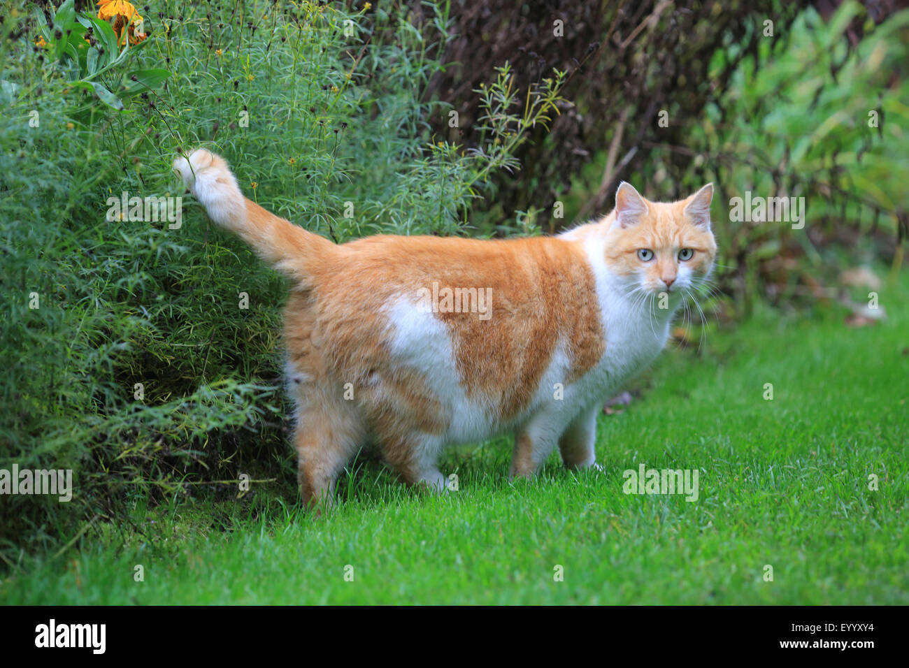 Il gatto domestico, il gatto di casa (Felis silvestris f. catus), rosso e bianco macchiato il gatto in giardino, Germania Foto Stock