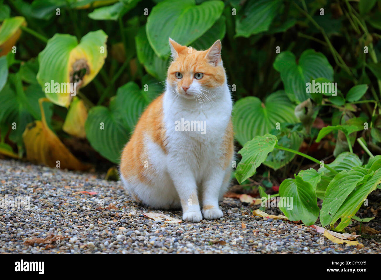 Il gatto domestico, il gatto di casa (Felis silvestris f. catus), il bianco e il rosso gatto seduti in giardino , Germania Foto Stock
