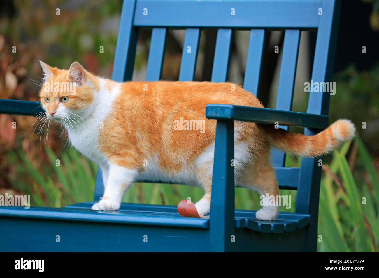 Il gatto domestico, il gatto di casa (Felis silvestris f. catus), rosso e bianco macchiato il gatto in piedi su un blu panchina da giardino, Germania Foto Stock