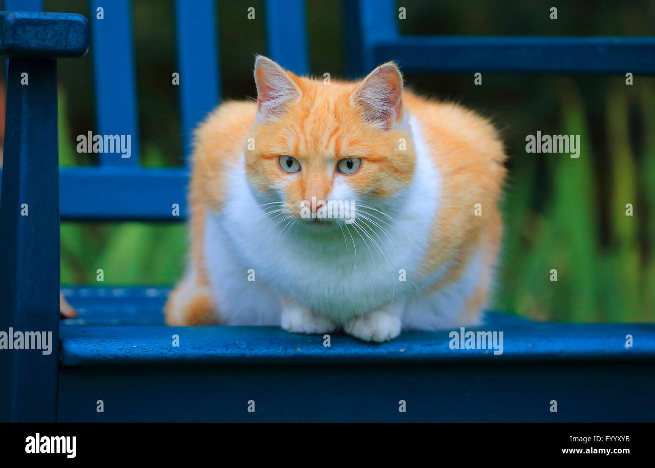 Il gatto domestico, il gatto di casa (Felis silvestris f. catus), rosso e bianco macchiato il Gatto sdraiato su un blu panchina da giardino, Germania Foto Stock
