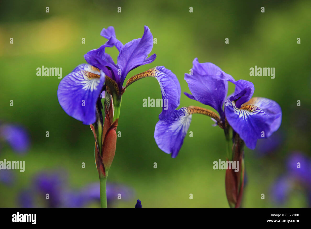 Iris siberiano siberiano bandiera (Iris sibirica), flowesr, Germania Foto Stock