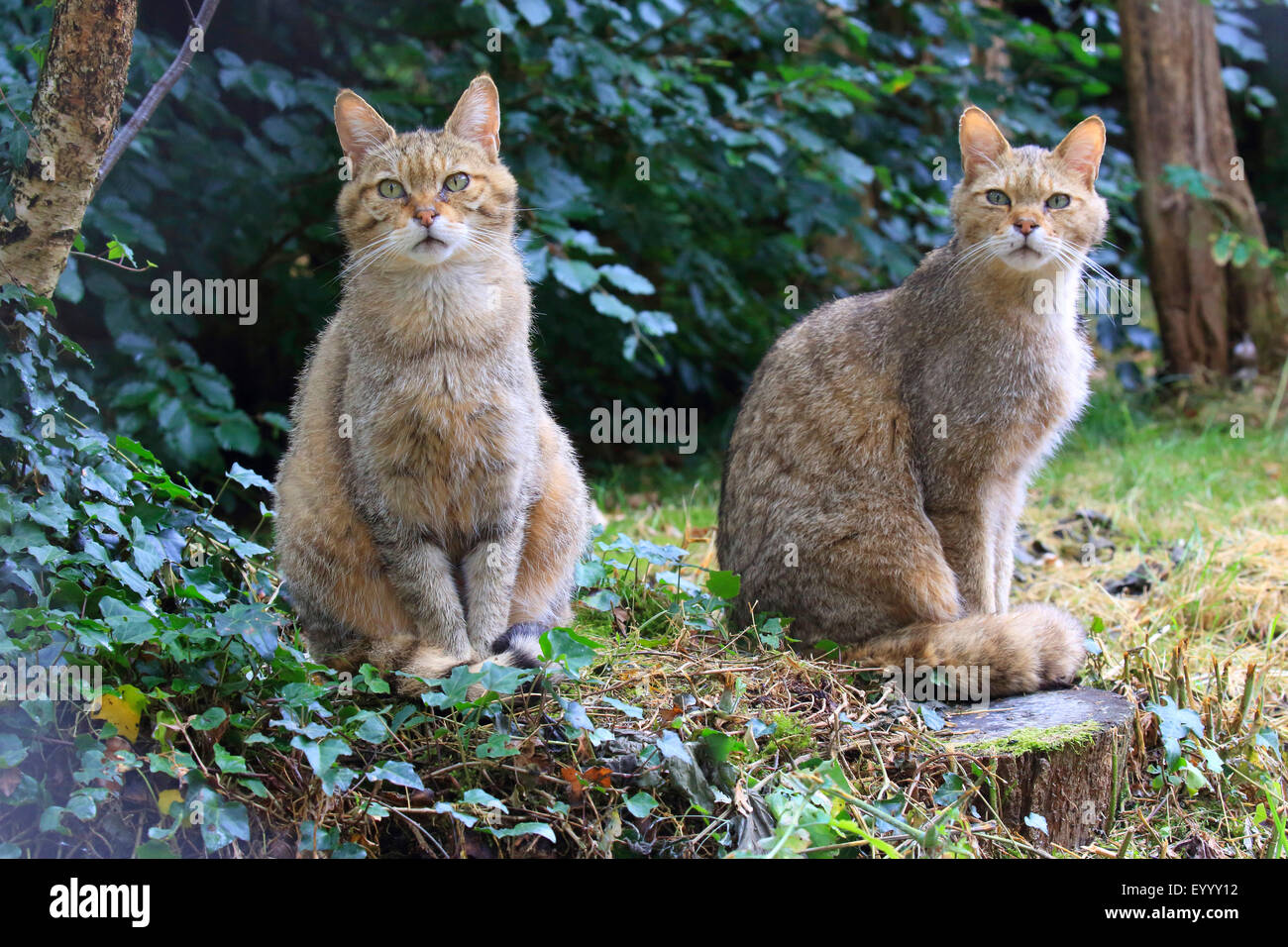 Gatto selvatico europeo, foresta gatto selvatico (Felis silvestris silvestris), due wildcats sedersi su un edera-coperto intoppo, Germania Foto Stock