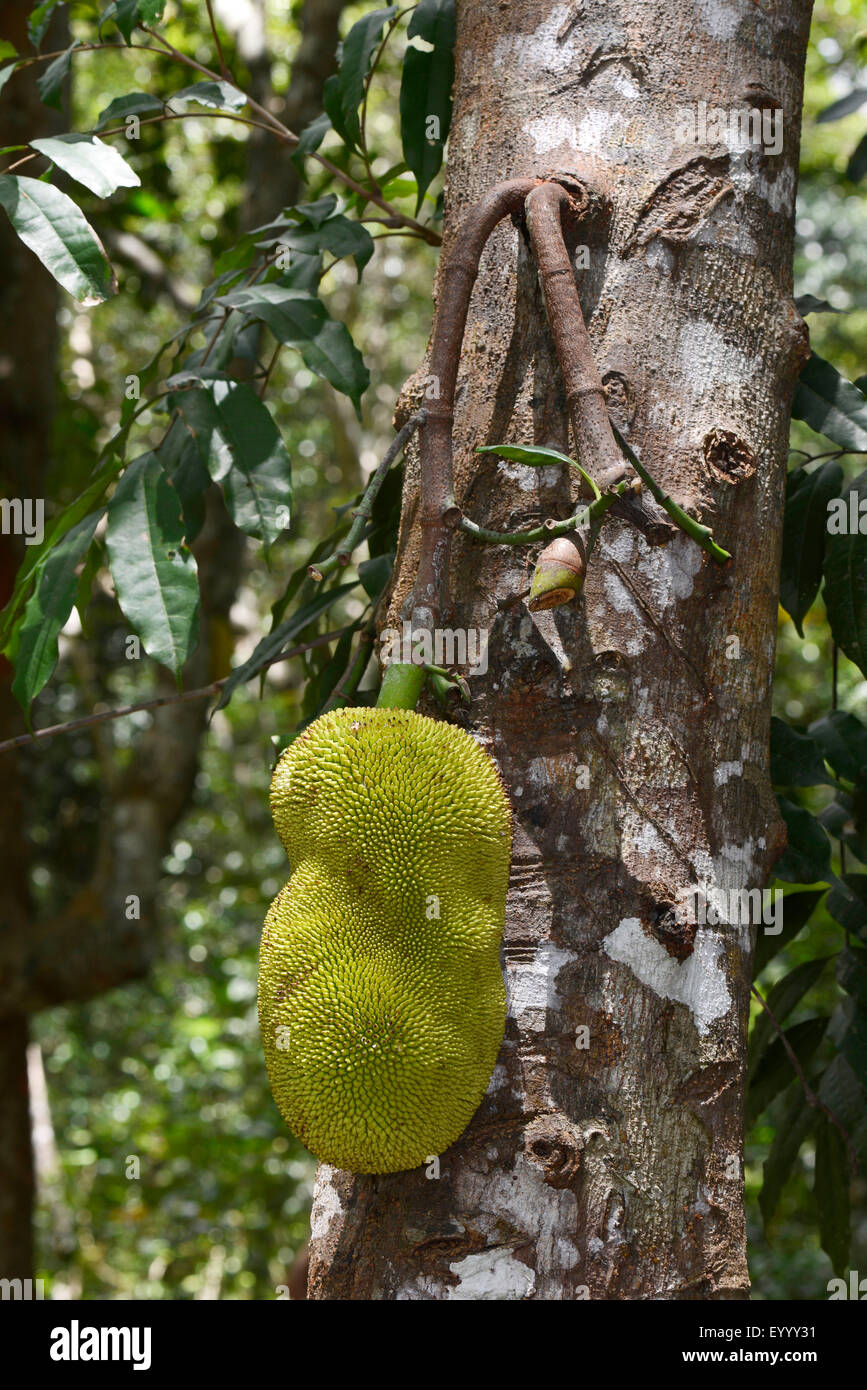 Il pane di frutta (Artocarpus altilis), l'albero del pane su un albero, Madagascar, Nosy Be, Lokobe Reserva Foto Stock