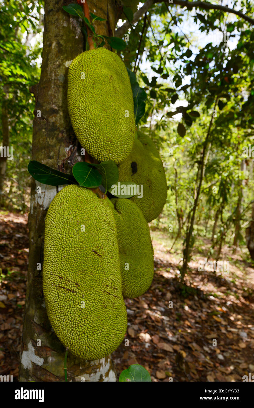 Il pane di frutta (Artocarpus altilis), breadfruits su un albero, Madagascar, Nosy Be, Lokobe Reserva Foto Stock