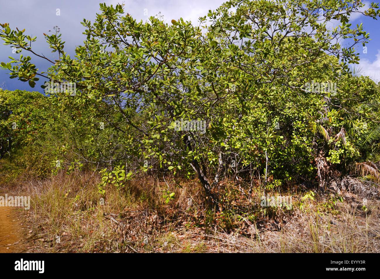 Arbusto nella steppa paesaggio di Nosy Fali, Madagascar, Nosy Faly, Isla Faly Foto Stock
