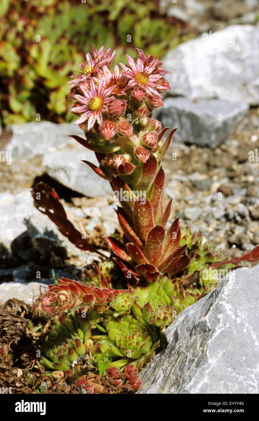 Gallina-e-polli, casa-porro, semprevivo, comune semprevivo (Sempervivum Copernicia), fioritura, Germania Foto Stock