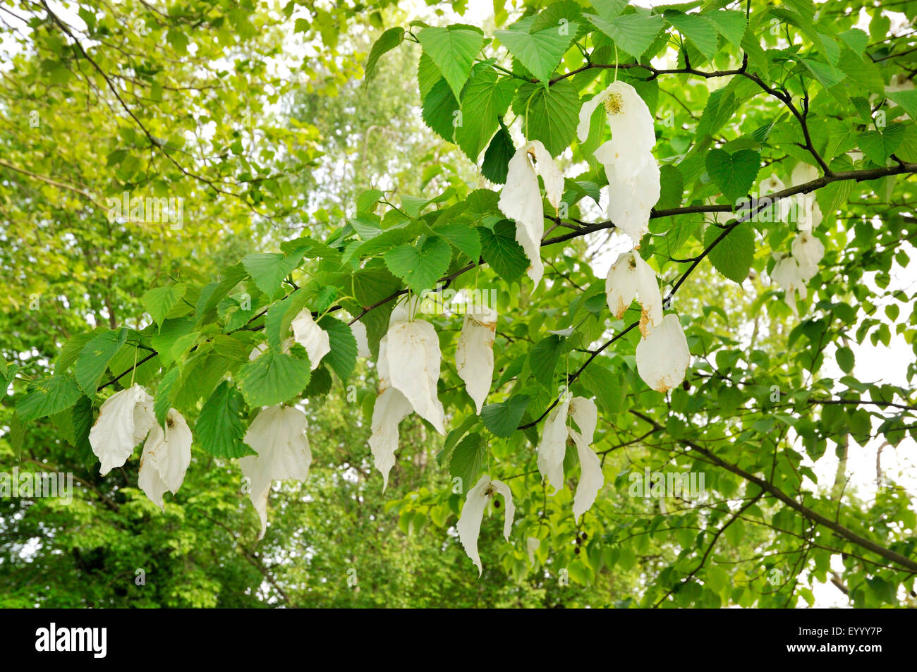 Pocket-fazzoletto tree (Davidia involucrata), fioritura Foto Stock