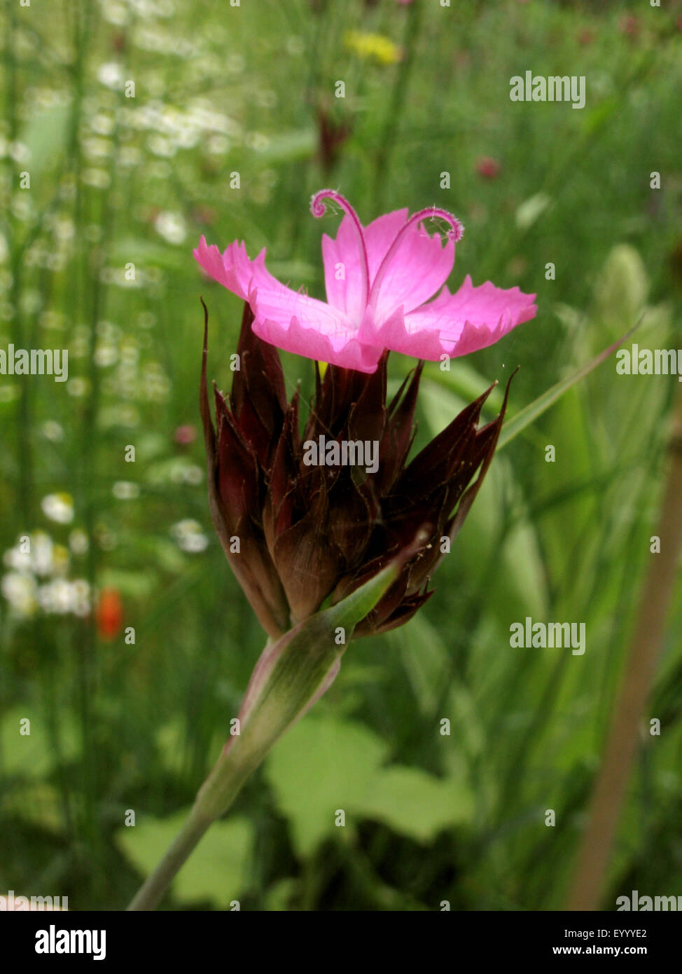 Rosa dei certosini, Clusterhead rosa (Dianthus carthusianorum), infiorescenza, Germania Foto Stock